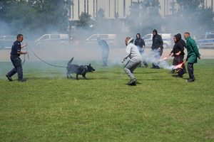 policyjny piknik na Wyspie Młyńskiej