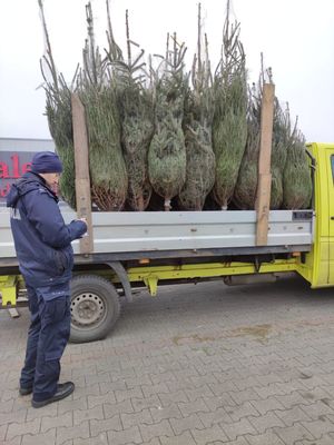 policjant kontrolujący stoisko sprzedaży choinek